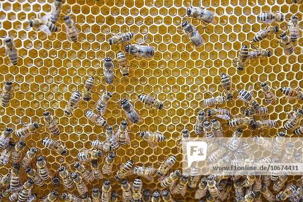 Europäische Honigbiene (Apis mellifera) auf Honigwaben im Bienenstock  in der Mitte die Bienenkönigin