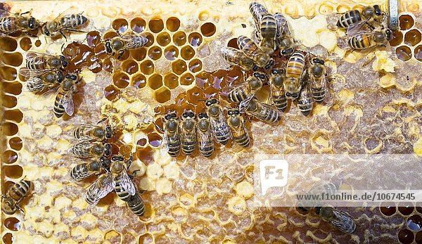 Europäische Honigbienen (Apis mellifera) beim Aufnehmen von Honig in der Honigblase