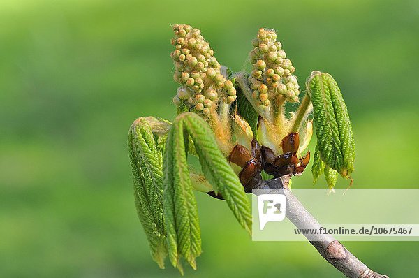 Rosskastanie  Kastanie (Aesculus hippocastanum)  Blattaustrieb und Blütenknospen  Nordrhein-Westfalen  Deutschland  Europa