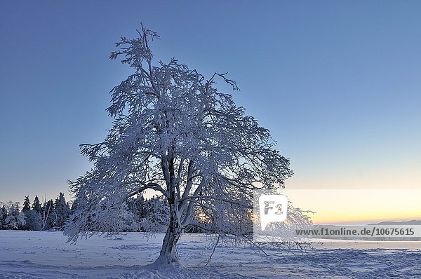 Winterlandschaft  einzelner Baum mit Schnee und Rauhreif  vor Sonnenaufgang  Kahler Asten  Nordrhein-Westfalen  Deutschland  Europa