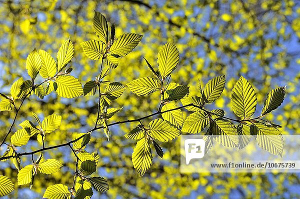 Rotbuche (Fagus sylvatica)  Zweig mit Blattaustrieb  frische Blätter  Deutschland  Europa