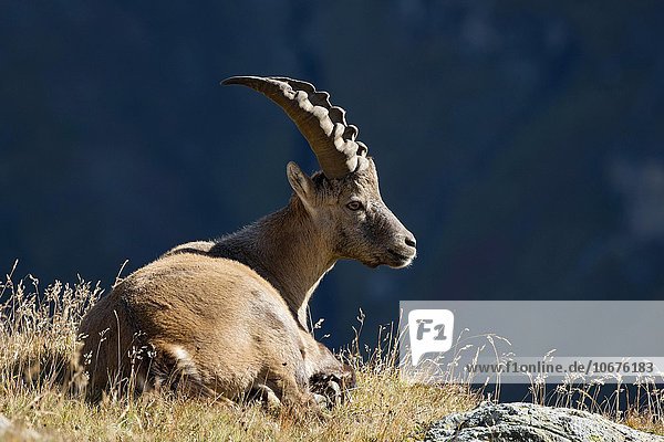 Alpensteinbock (Capra ibex)  Männchen in der Wiese  Franz-Josefs-Höhe  Nationalpark Hohe Tauern  Kärnten  Österreich  Europa