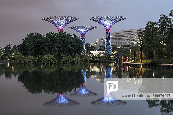 Super Trees  Park Gardens by the Bay  Singapur  Asien