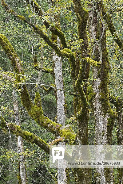 Bemooste Baumstämme  Berg-Ahorn (Acer pseudoplatanus)  Großer Ahornboden  Karwendelgebirge  Tirol  Österreich  Europa