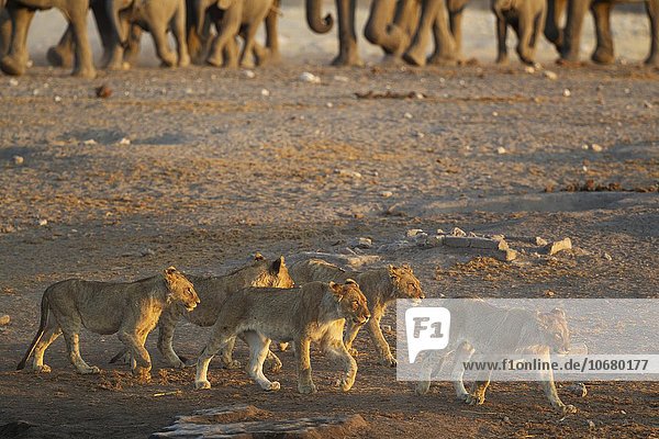 Löwen (Panthera leo)  fünf Jungtiere entfernen sich von einer Wasserstelle  Elefantenherde hinten  im Abendlicht  Etosha-Nationalpark  Namibia  Afrika