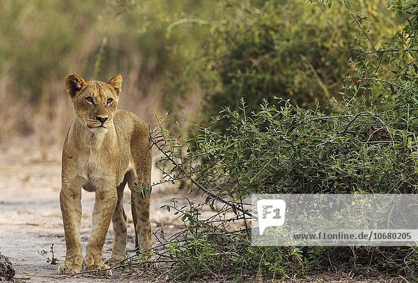 Löwe (Panthera leo) junges Weibchen dünn und hungrig Chobe-Nationalpark Botswana Afrika