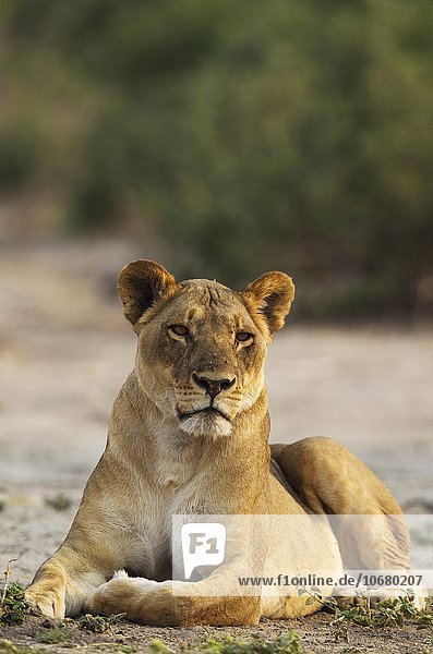 Lion (Panthera leo) resting female Chobe National Park Botswana Africa