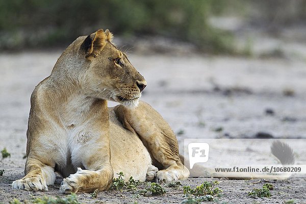 Löwe (Panthera leo)  ruhendes Weibchen  Chobe-Nationalpark  Botswana  Afrika