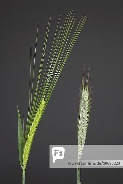 Barley and rye  ears at the stage of lactic ripeness