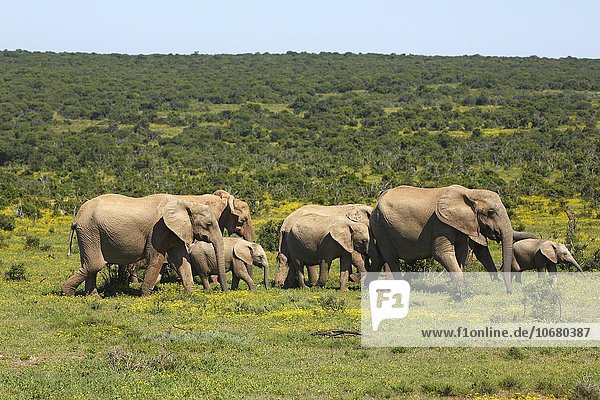 Afrikanische Elefanten  (Loxodonta africana)  Herde mit Jungtieren  Addo Elephant Nationalpark  Ostkap  Südafrika
