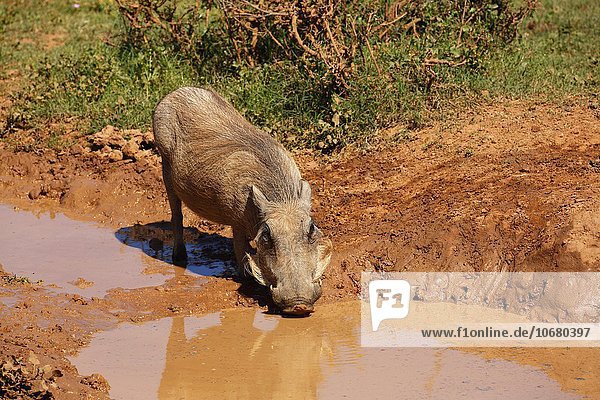 Warzenschwein (Phacochoerus africanus) trinkt an schlammigem Wasserloch  Addo Elephant Nationalpark  Ostkap  Südafrika