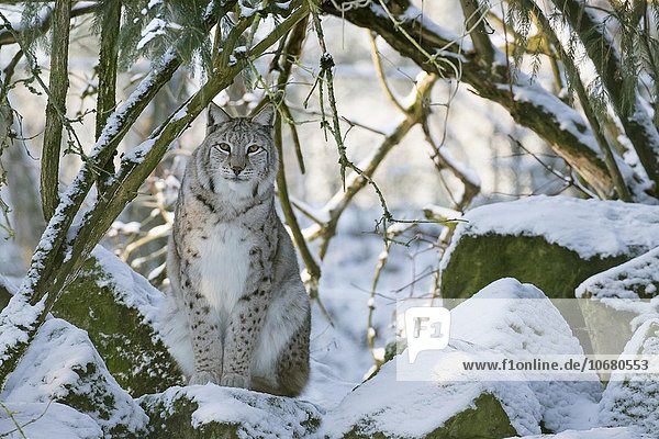 Luchs (Lynx lynx) sitzt auf Fels im Wald mit Schnee  captive  Hessen  Deutschland  Europa