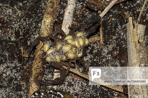 Skorpion  Weibchen mit Jungtieren  Insel Nosy Mangabe  Bucht von Antongil  Nordost-Madagaskar  Madagaskar  Afrika