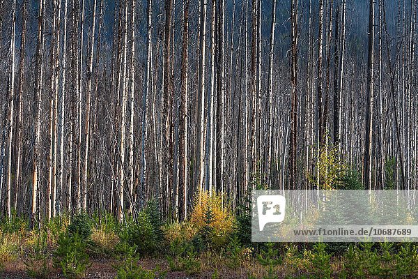 Nationalpark verbrennen Baum Close-up Baumstamm Stamm Kootenay Nationalpark British Columbia Kanada