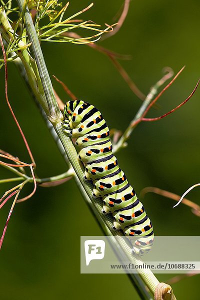 Ländliches Motiv ländliche Motive Schwalbenschwanz Papilio machaon Schönheit bizarr Garten Mittelpunkt Dill Raupe Franken