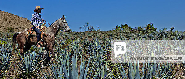 'America; Mexico; Jalisco state; Tequila area  a cowboy in a agaves field'
