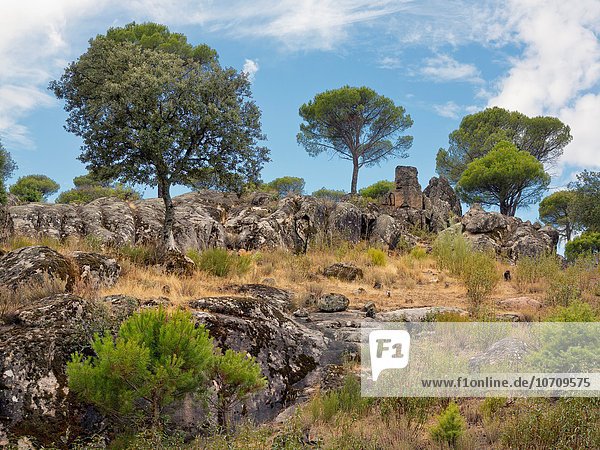 Europa Hügel Kiefer Pinus sylvestris Kiefern Föhren Pinie Spanien Toledo