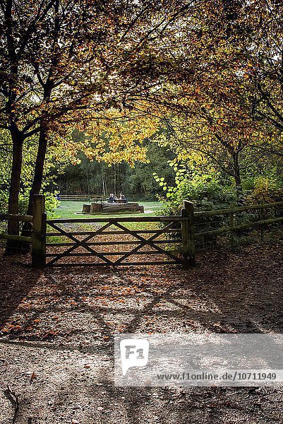 Laubwald Großbritannien Herbst Essex England