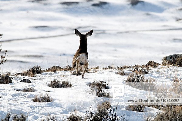 Vereinigte Staaten von Amerika USA schwarz Yellowstone Nationalpark Maultierhirsch Odocoileus hemionus Schwanz Tierschwanz Hirsch