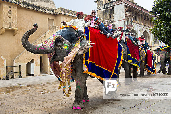 India  Rajasthan  Jaipur  Amber Fort  elephant