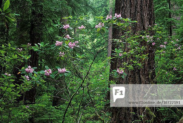 Landschaftlich schön landschaftlich reizvoll Wald Fluss ungestüm Bach Pazifischer Ozean Pazifik Stiller Ozean Großer Ozean Nebenstraße antik Oregon Rhododendron