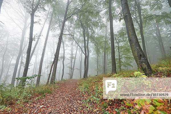 europäisch Landschaft Wald Nebel Herbst Buche Buchen