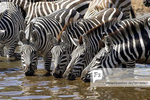 Nationalpark Steppenzebra Equus quagga Zebra Serengeti Nationalpark Afrika Tansania Equus quagga Steppenzebra