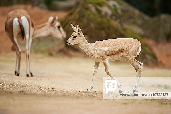 Hirschziegenantilope, Hirschziegenantilopen, Antilope cervicapra, Sommer, spät, Close-up, Kind