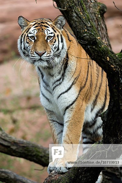 Sibirischer Tiger Sibirische Panthera tigris altaica Amurtiger Deutschland