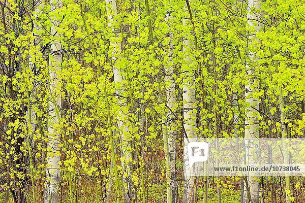Espe Populus tremula Laubwald Baum Baumstamm Stamm Greater Sudbury Kanada auftauchen Laub Ontario