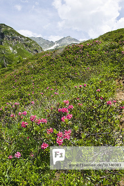 Schweiz  Kanton Tessin  Robiei  rhododendron