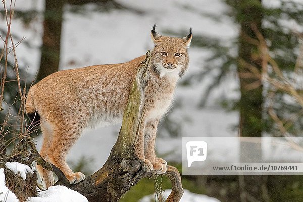 stehend Blick in die Kamera Eurasien Deutschland Luchs lynx lynx