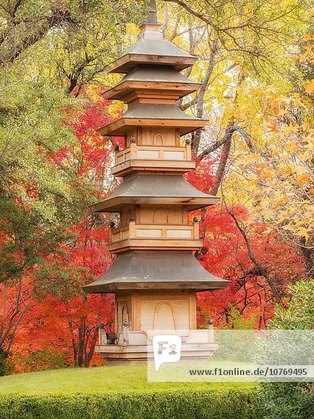 japanese-maple-fall-color-fort-worth-texas