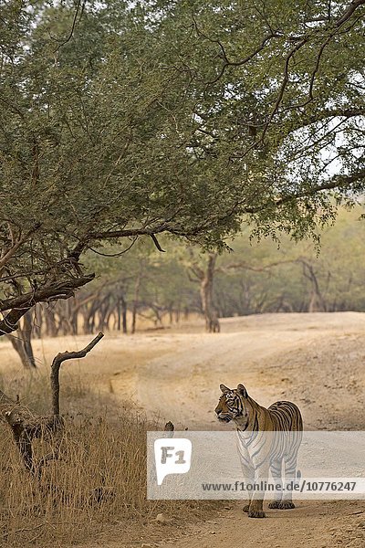 Wilder Bengal-Tiger oder Königstiger (Panthera tigris tigris) auf einem Waldweg im Trockenwald Ranthambhore-Nationalpark Rajasthan Indien Asien