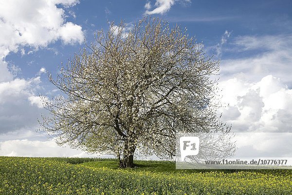 Solitärbaum  alte blühende Wildkirsche (Prunus avium) in einem Rapsfeld   Frühjahr  Sachsen  Deutschland  Europa