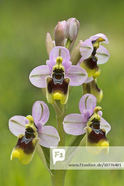 Wespen-Ragwurz (Ophrys tenthredinifera)  S'Ena Arrubia  Arborea  Sardinien  Italien  Europa
