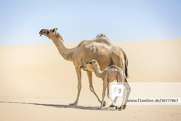 Dromedar (Camelus dromedarius) mit Jungtier in Sanddünen  Sandwüste Rub al-Chali  Vereinigte Arabische Emirate  Asien