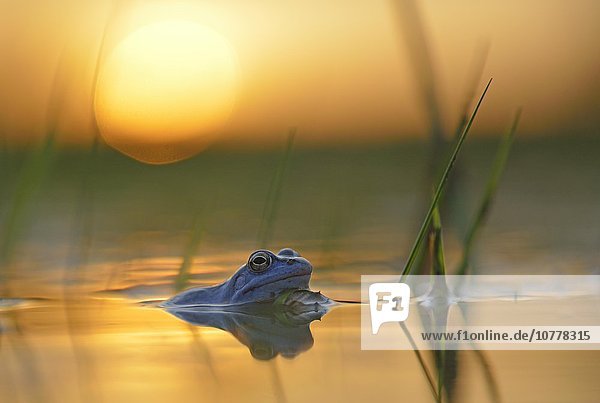 Moorfrosch (Rana arvalis) bei Sonnenuntergang  blau gefärbtes Männchen zur Paarungzeit im Laichgewässer  Elbauen Sachsen-Anhalt  Deutschland  Europa