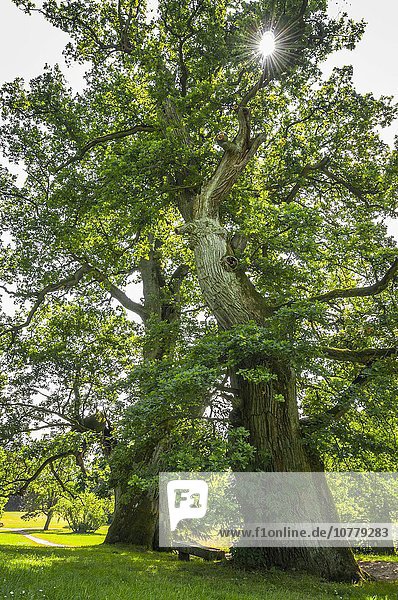 Alte Eichen (Quercus robur)  Schlossgarten Putbus  Insel Rügen  Mecklenburg Vorpommern  Deutschland  Europa
