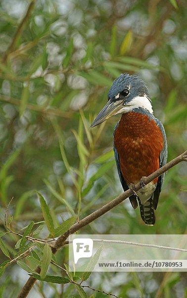 Rotbrustfischer (Megaceryle torquata) sitzt auf Ast  Pantanal  Mato Grosso  Brasilien  Südamerika
