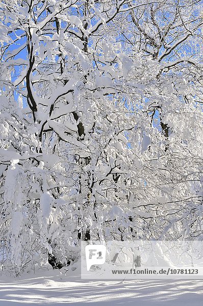 Mit Schnee bedeckter Laubwald  Kahler Asten  Nordrhein-Westfalen  Deutschland  Europa