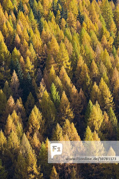Europa?ische La?rchen (Larix decidua)  Wald  Herbstfärbung  Innerschmirn  Schmirntal  Tirol  Österreich  Europa