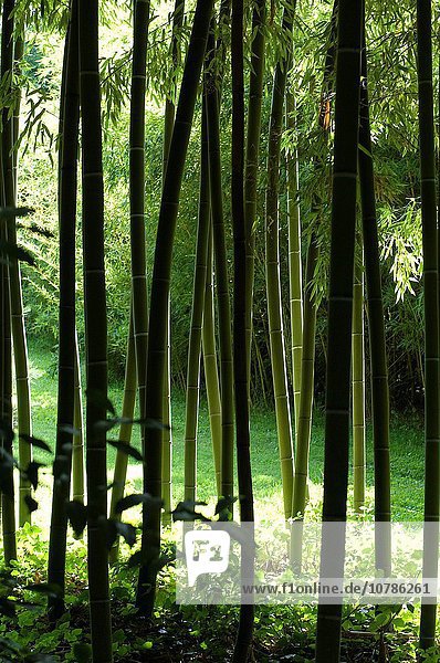 Bambus Thailand
