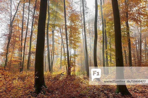 Europa Morgen Dunst Wald Herbst Buche Buchen Bayern Deutschland Naturpark