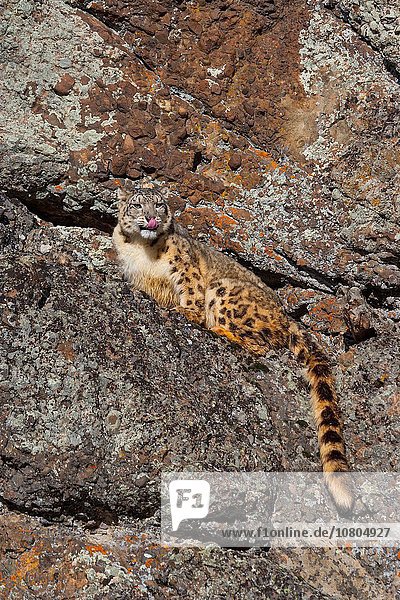Vereinigte Staaten von Amerika USA Raubkatze Leopard Panthera pardus Colorado Schnee