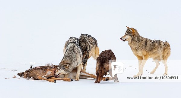 Vereinigte Staaten von Amerika USA grau Wolf Canis lupus Colorado