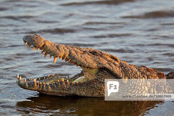 Südliches Afrika Südafrika Kruger Nationalpark Krokodil