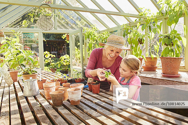 Grandmother and granddaughter potting plants in greenhouse