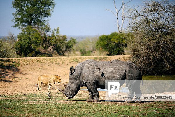 Breitmaulnashorn auf dem Rücken  junger Löwe im Hintergrund  Sabi Sand Game Reserve  Südafrika