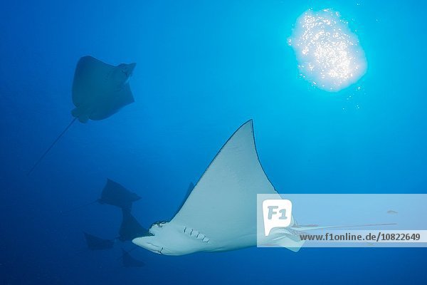 Underwater low angle view of spotted eagle ray (Aetobatus narinari)  Cancun  Mexico